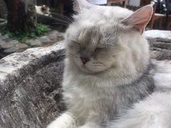 -喵屿·大理花园猫咖
