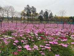 -天适樱花悠乐园