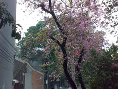 -小洲村