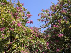 -十九路军淞沪抗日阵亡将士陵园