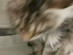-艾吉宠物医院·疑难杂症转诊中心·猫友好(碧江路院)