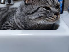 -伟伟宠物医院·瑞派猫友好医院·猫科(光谷店)