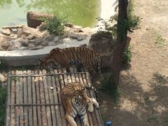 -石家庄市动物园