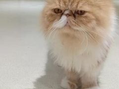 -藏猫猫咖啡主题馆(中央大道店)