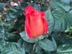 -人民公园(罗湖区)