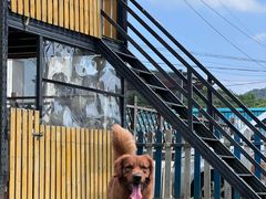 -趣玩宠物乐园寄养训犬训狗游泳池