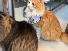 -豆逗聊愈猫阁Easy Life