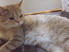 -猫色咖啡·猫咖