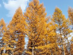 -塞罕坝国家级自然保护区