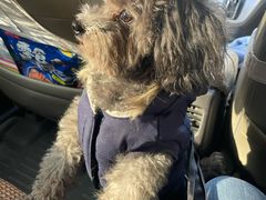 -东日国际动物医院·CT·心脏专科(桃源分院)