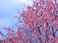 -上海辰山植物园