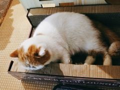 -喵屿·大理花园猫咖