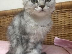 -萌兽医馆·犬猫专科·眼科中心·宠物医院(朝阳门分院)