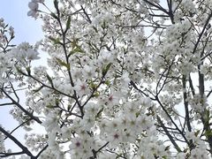 -星湖街(地铁站)