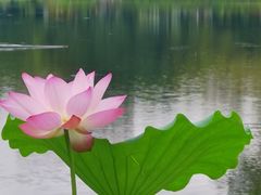 -荔湾湖公园