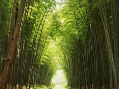 -同里国家湿地公园