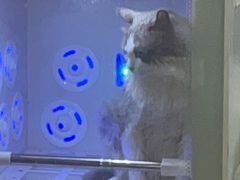 -PETKIT小佩宠物·低压洗护(国顺东路店)