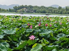 -杭州西湖柳莺里酒店·闻莺厅