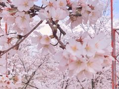 -天王浮山樱花园