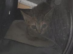 -宠颐生猫科·内科皮肤科(西平世纪城店)