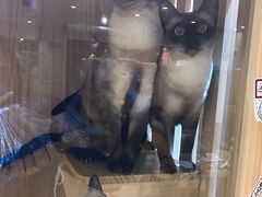 -Pets First伊珊娜洗护·精致美容·家庭式寄养(新会路店)