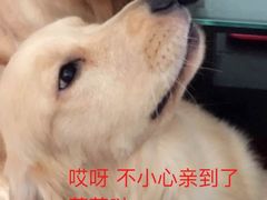 -八公叔叔宠物美容连锁(春申店)