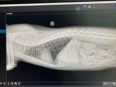 -纳吉亚猫专科动物诊疗中心(蒋宅口分院)