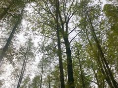 -渡海小渔村.老辈日照菜