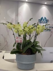 -奥本科技美肤·养生SPA