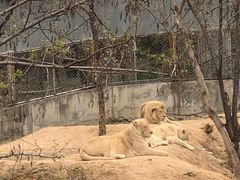 -石家庄市动物园