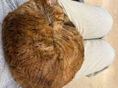 -有喵·猫咖·狗咖·30几只猫10只小狗(岗厦店)