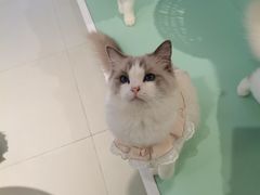 -怪兽屋·羊驼·猫咖·狗咖(俊华广场店)