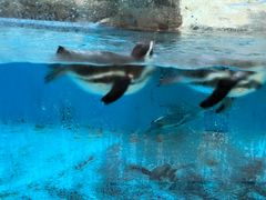 -帝企鹅自助餐厅•儿童岛•真企鹅(长隆企鹅酒店)