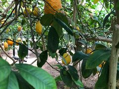 -兰陵国家农业公园