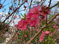 -桃园盛宴·岭南粤菜·手工茶点(南庄店)