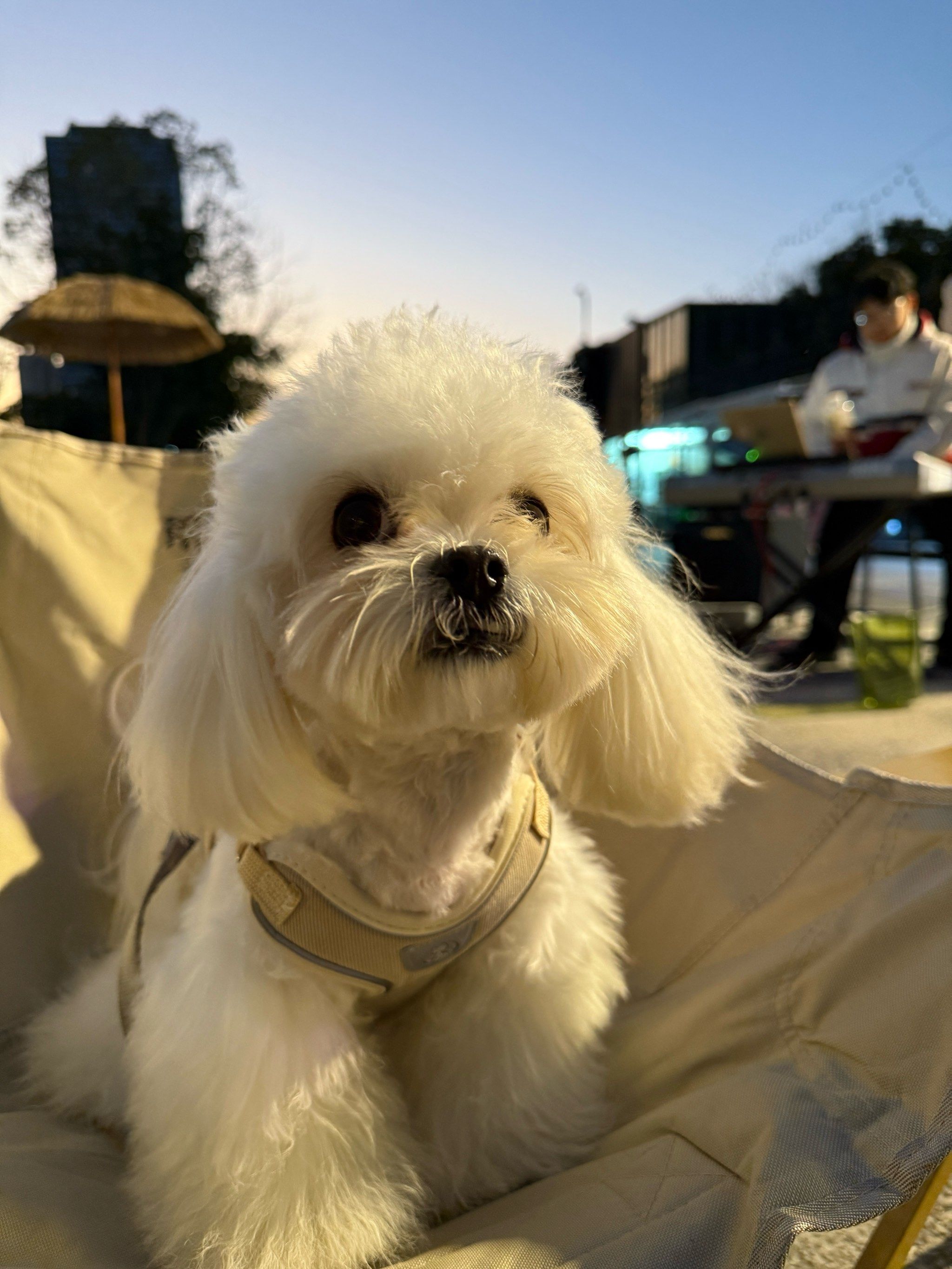 宠物狗狗的日常萌