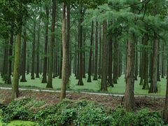 -渌洋湖湿地公园