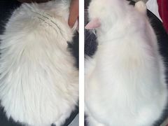 -PETKIT 小佩宠物·低压洗护·美容·寄养(安远店)