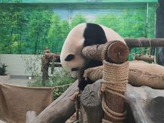 -灵玲国际马戏城