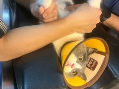 -御宝贝·A梦猫科宠物医院(国际猫友好医院)
