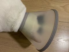 -四月宠物医院·猫专科·心脏专科·内科(转塘店)