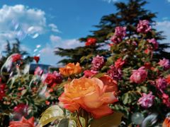 -国家植物园南园