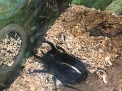 -上海大自然野生昆虫馆(东方明珠·爬宠昆虫探索中心)