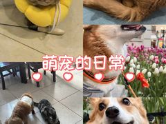 -天使宠物医院·犬猫分诊(彩虹店)