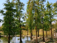 -上海长兴岛郊野公园