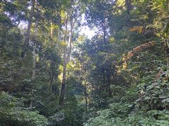 -西双版纳原始森林公园