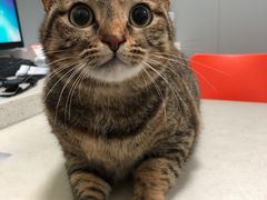 -伟伟宠物医院·瑞派猫友好医院·猫科(光谷店)