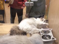 -屋虎猫馆(宝安大仟里店)