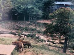 -大连森林动物园