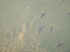 -同里国家湿地公园